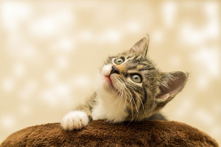 chat
